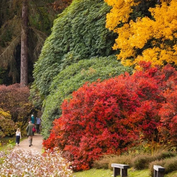 Autumn gardens - Leonardslee (4).jpg