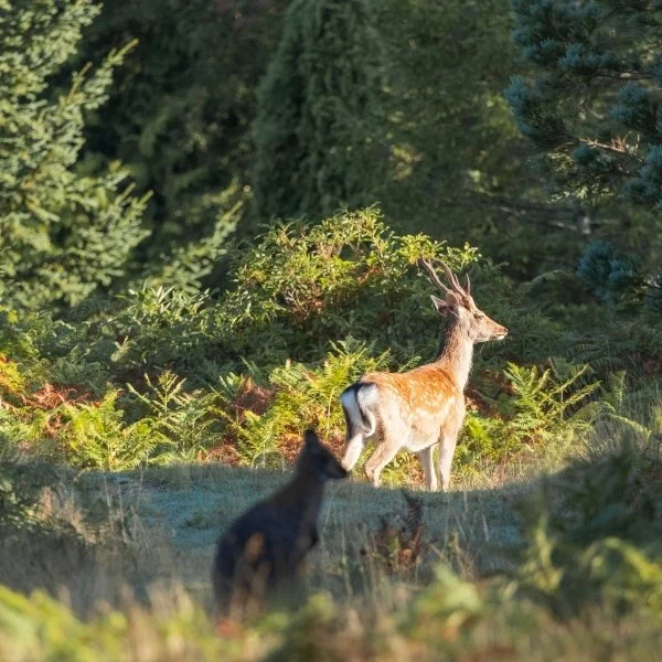 Wildlife during Autumn at Leonardslee (1).jpg