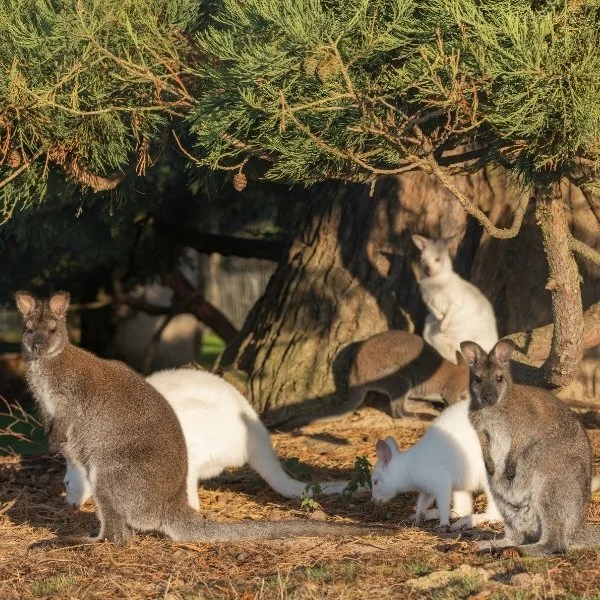 Wildlife during Autumn at Leonardslee (2).jpg