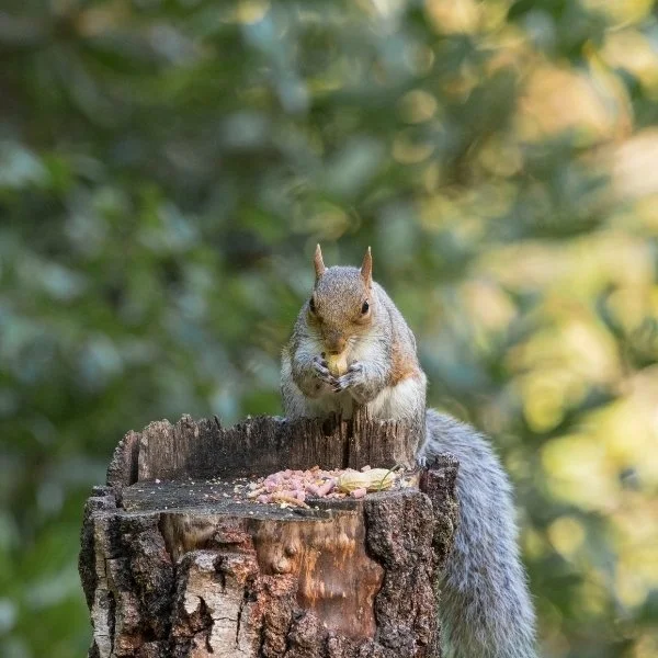 Wildlife during Autumn at Leonardslee (4).jpg