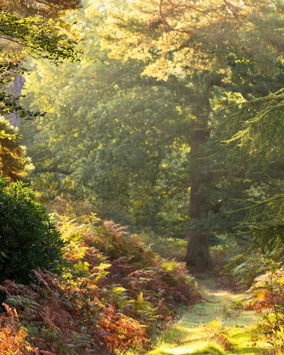 ✨ There&rsquo;s something truly enchanting about autumn at Leonardslee&hellip; 🍂🌿

When the sunlight filters through the trees, lighting up the woodland in golden hues, the gardens feel almost magical. From sun-dappled paths to the rich colours of 