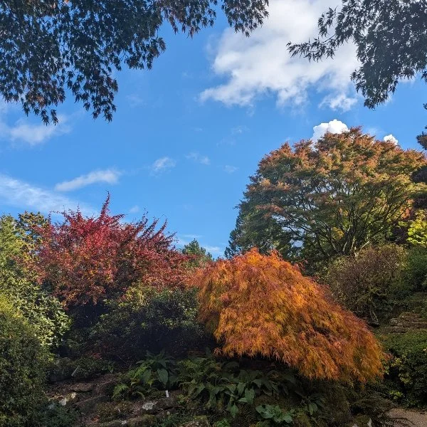 Autumn at Leonardslee (1).jpg