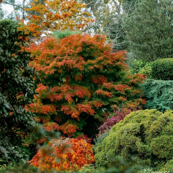 Autumn at Leonardslee (3).jpg