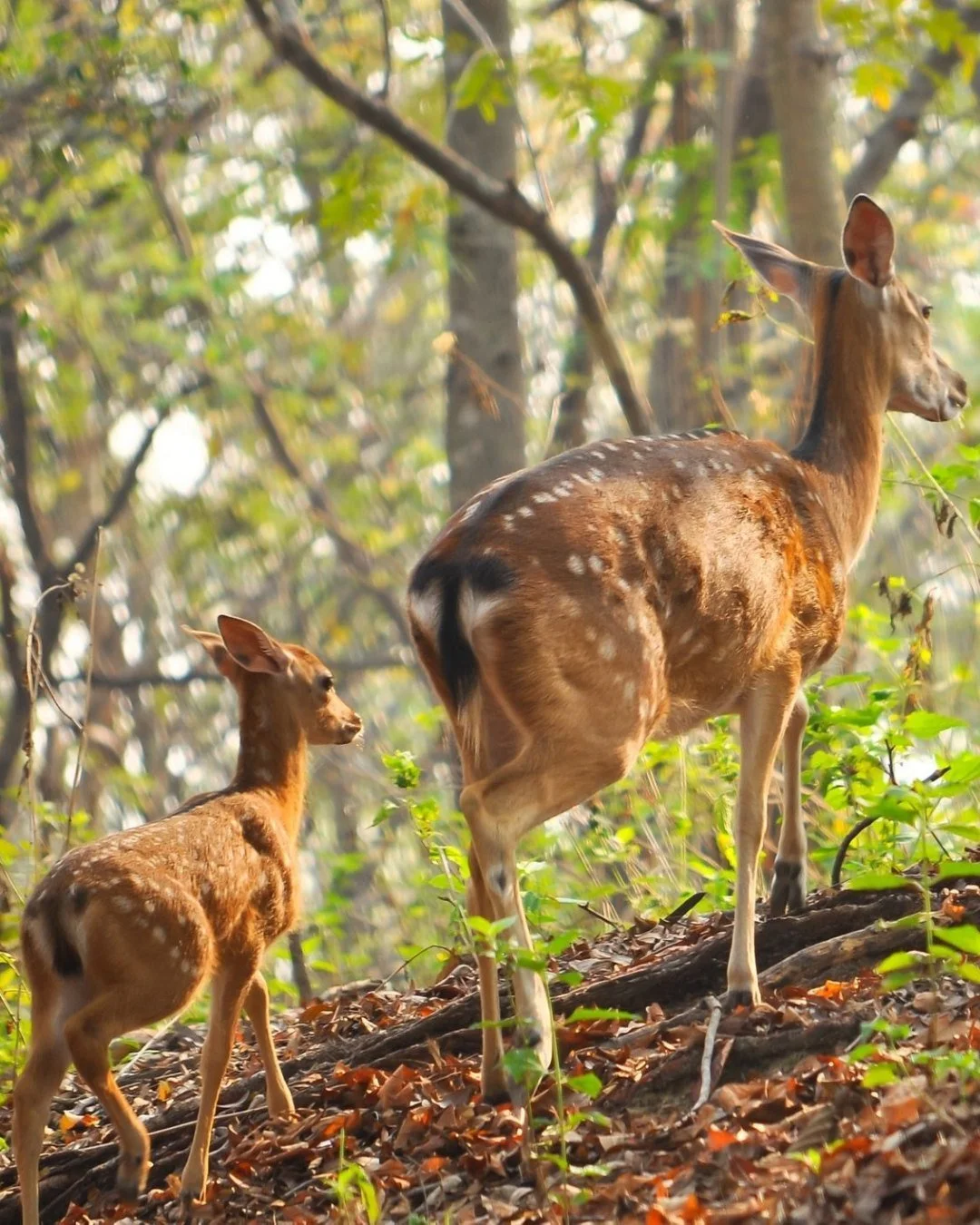 Autumn brings a beautiful calm to the Deer Park. 🦌

With wide open views, changing colours and our herd of fallow deer, it's one of the most peaceful places to spend an afternoon.

#DeerPark #LeonardsleeGardens #VisitSussex