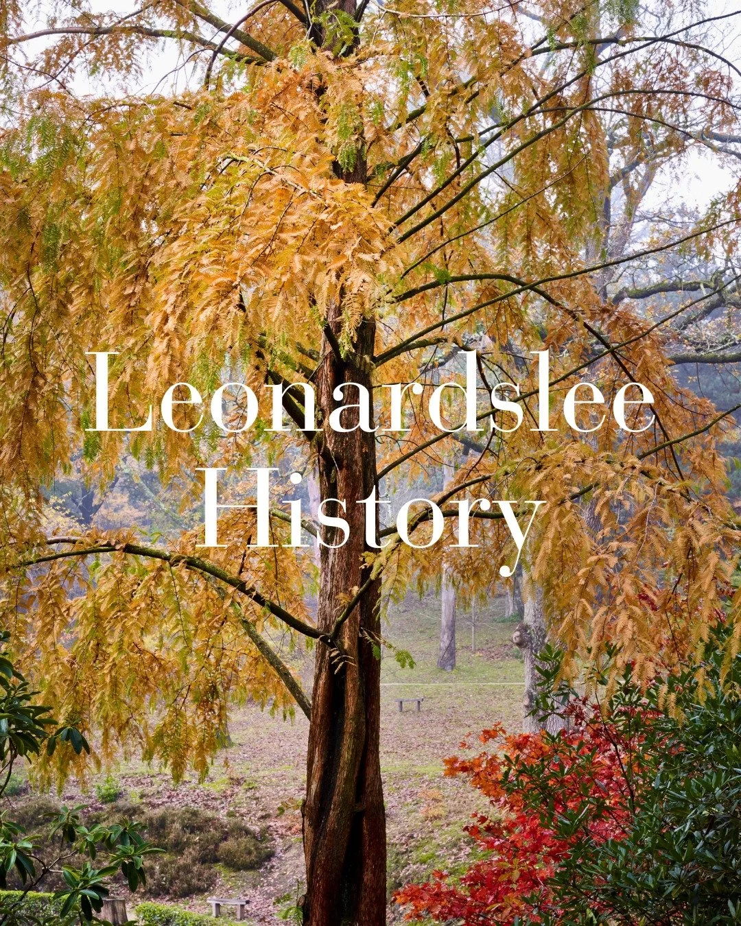 📖 Leonardslee History | A Global Collection 🌍

Many of the trees growing at Leonardslee began life thousands of miles away.

Sir Edmund Loder introduced remarkable species from across Europe, Asia and North America, carefully selecting plants that 