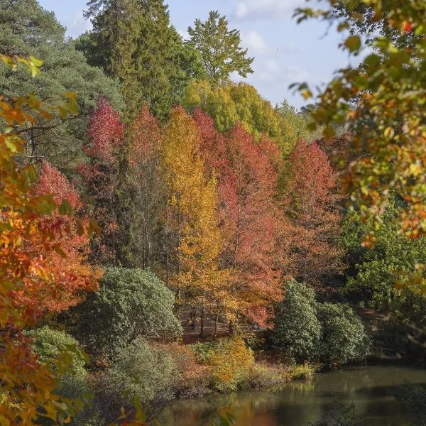 Why Autumn Is the Perfect Time for Photography