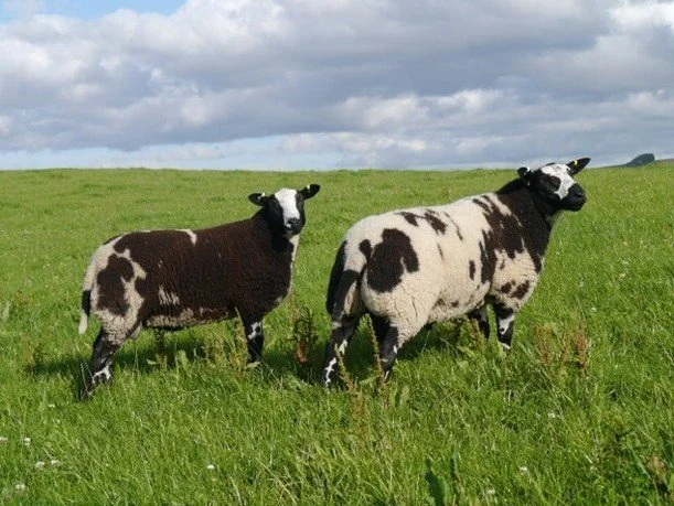 🐑 Meet our new grazing guests at Leonardslee! 🌿

From November, Dutch Spotted Sheep will be joining us in the Deer Park just past the wallaby enclosure as part of a new conservation grazing initiative, helping us care for the landscape in a more na