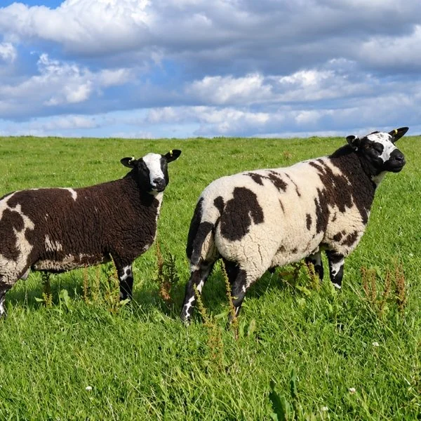 New Arrivals at Leonardslee: Meet Our Dutch Spotted Sheep!