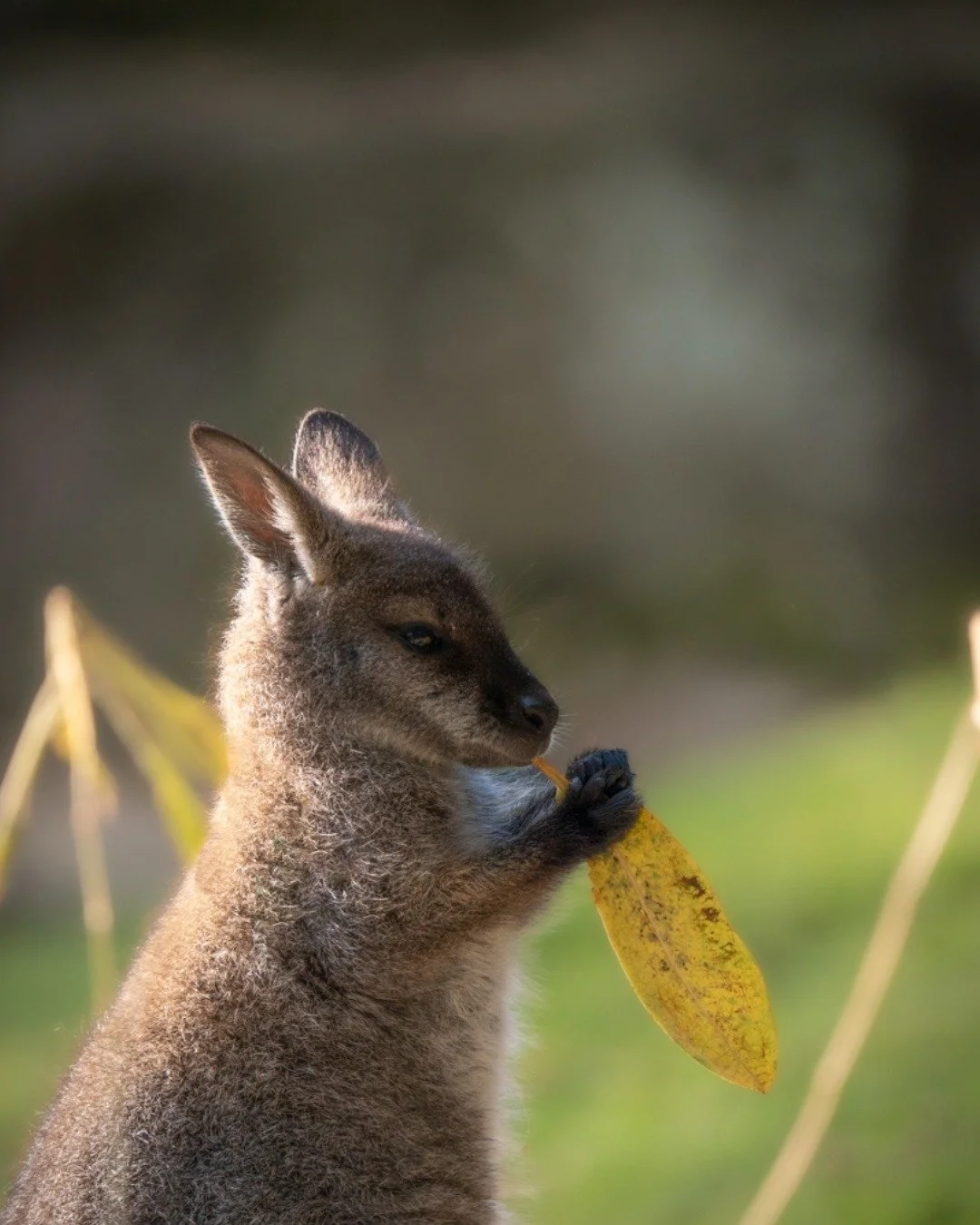 One of our wild wallabies enjoying a quiet autumn day amongst the gardens. 🍂🌿

There&rsquo;s always something to spot at Leonardslee &mdash; you just have to keep your eyes peeled! 👀

#Leonardslee #LeonardsleeWallabies #Wallaby #WildlifeAtLeonards