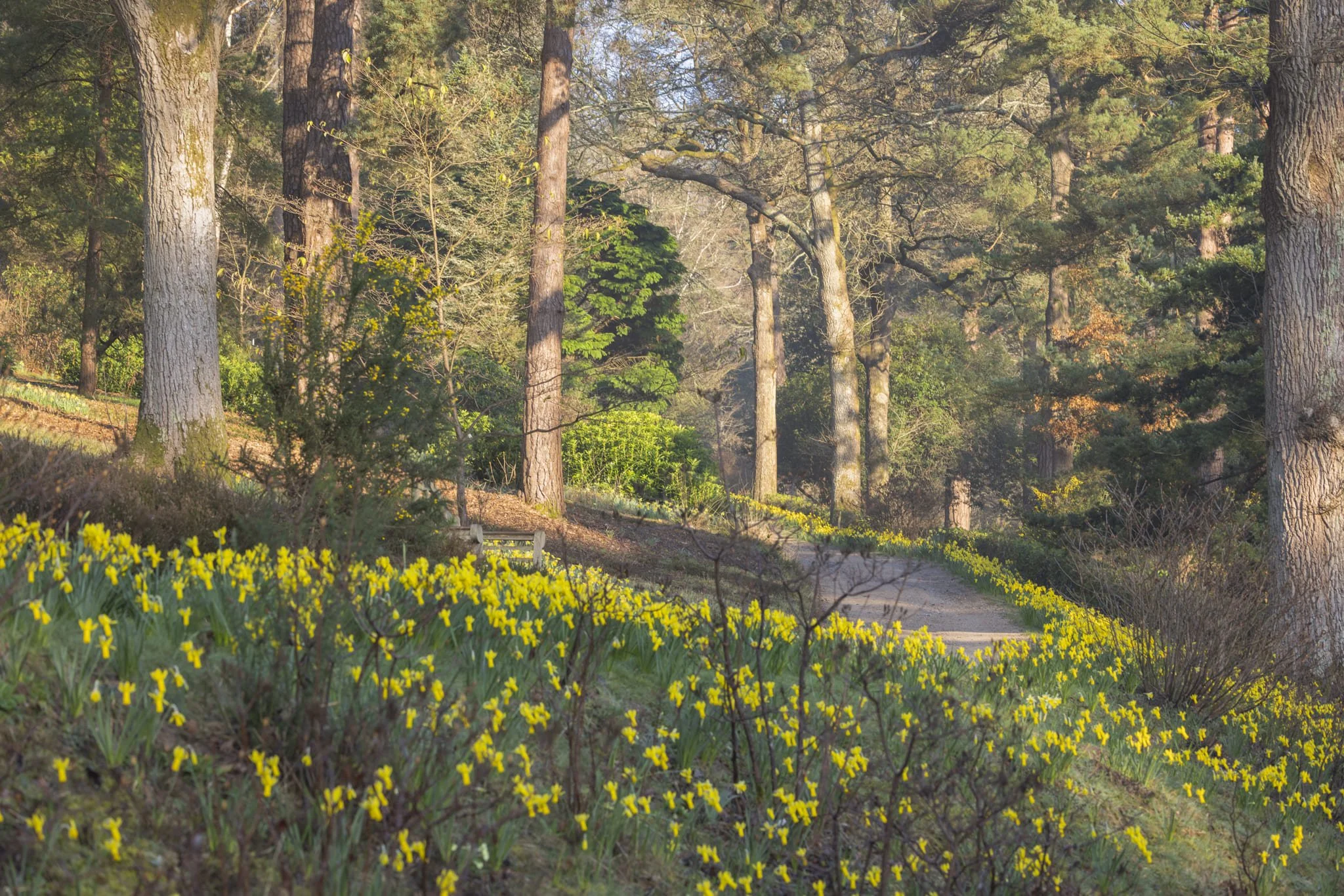 Leonardslee daffodils low-75.jpg