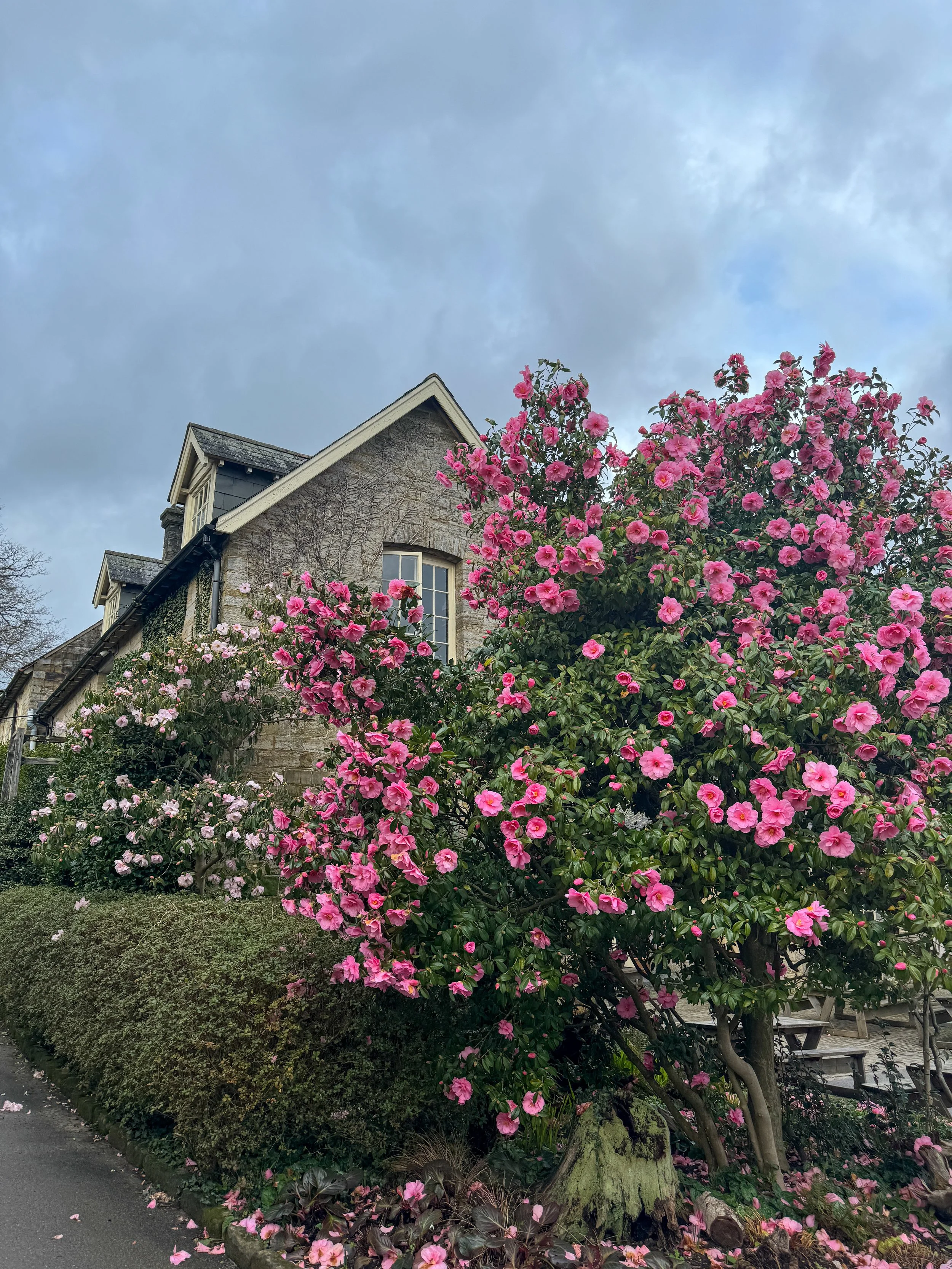 camellias leonardslee.jpg