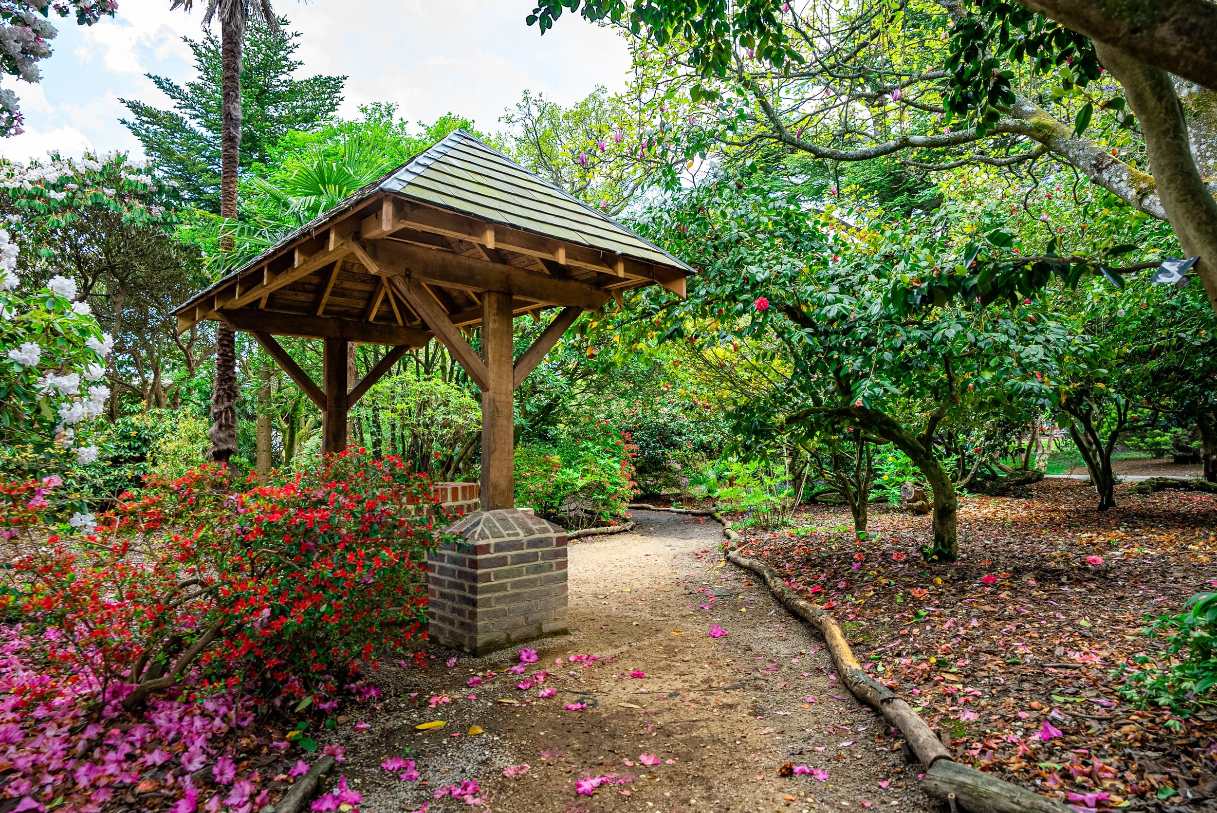 Spring-Camellia Walk (1).jpg