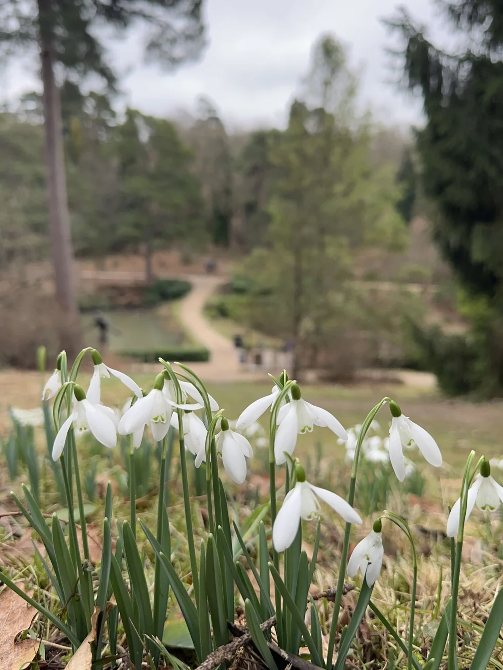 Snowdrops 