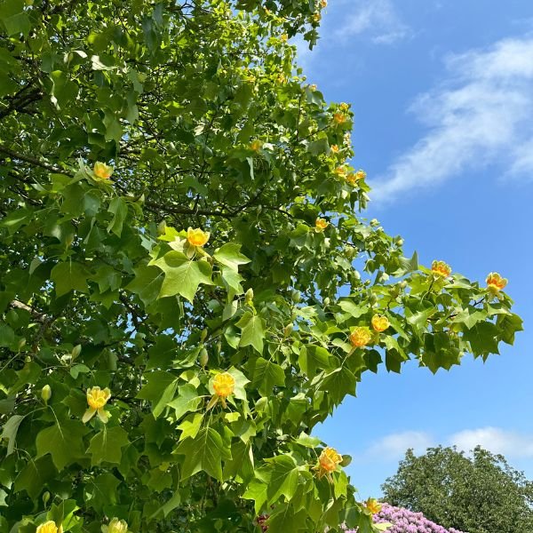 Tulip Tree.JPG
