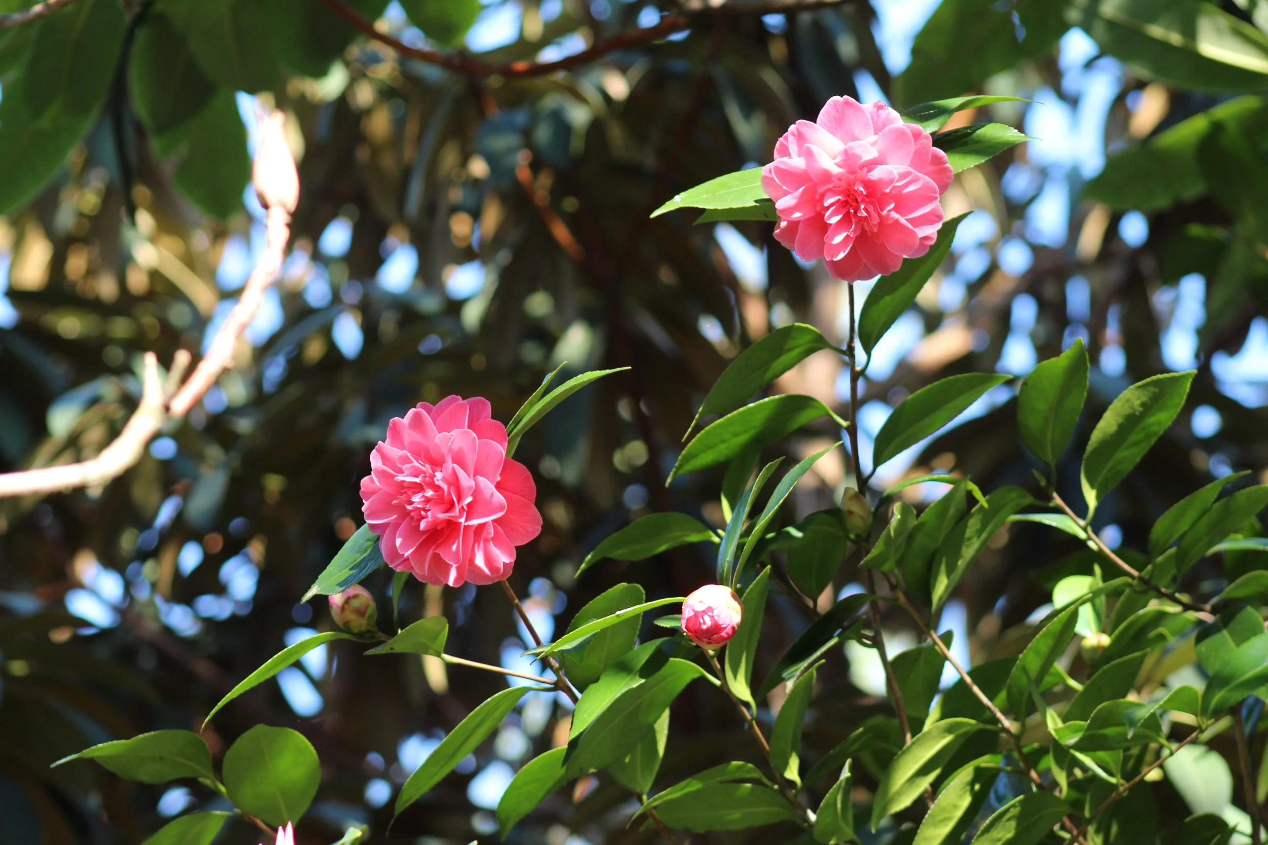 Camellia 3.JPG