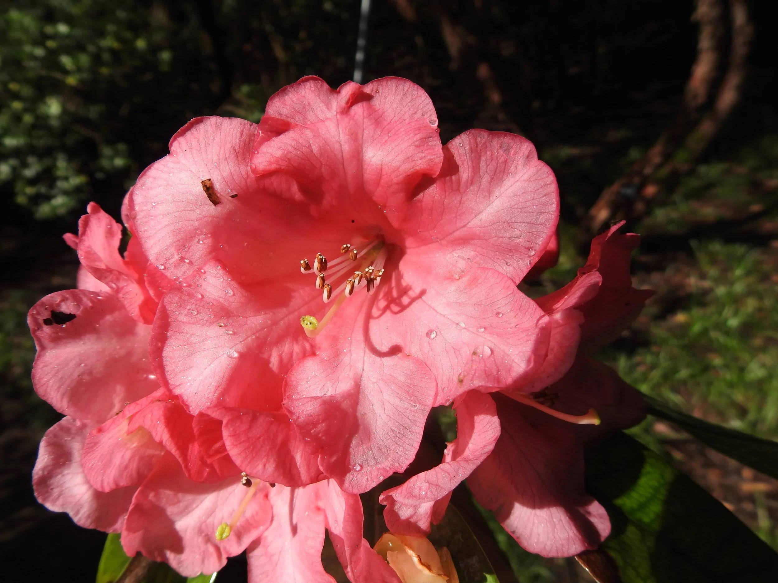 Rhododendrons | Best in England | Leonardslee Gardens