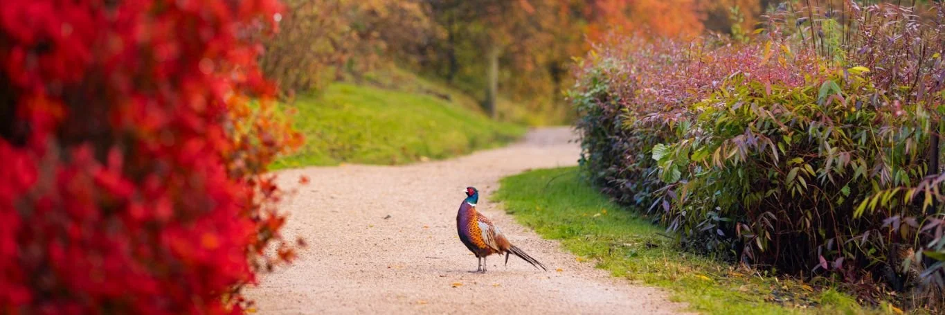 autumn-leonardslee-west-sussex-visit-days-out.jpg