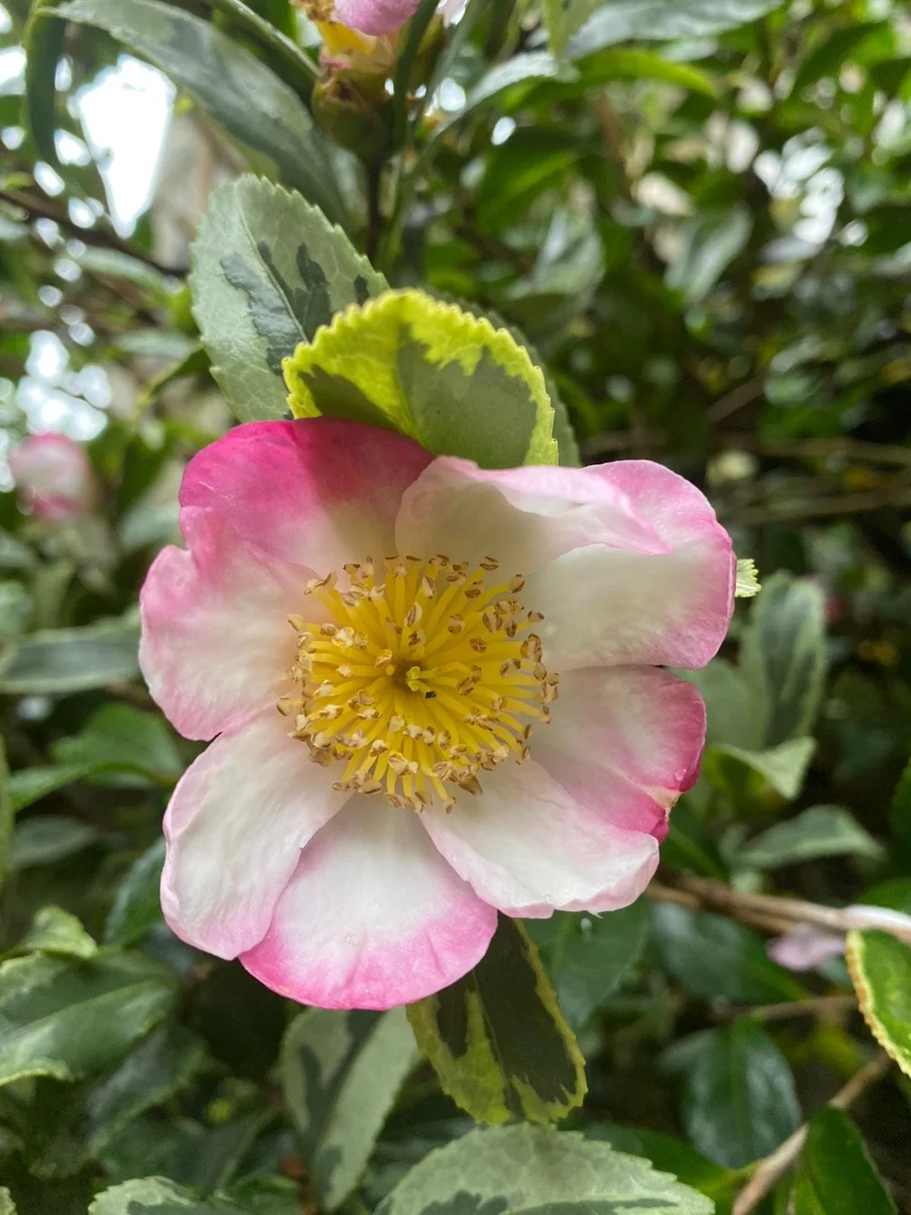 Camellia Sasanqua