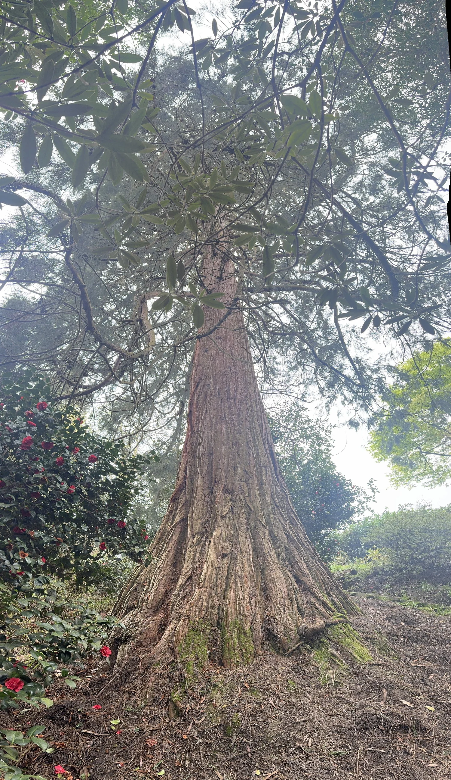Giant Redwoods Flourishing in the UK and Leonardslee Lakes and Gardens ...