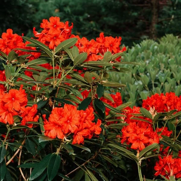 Red Rhododendron