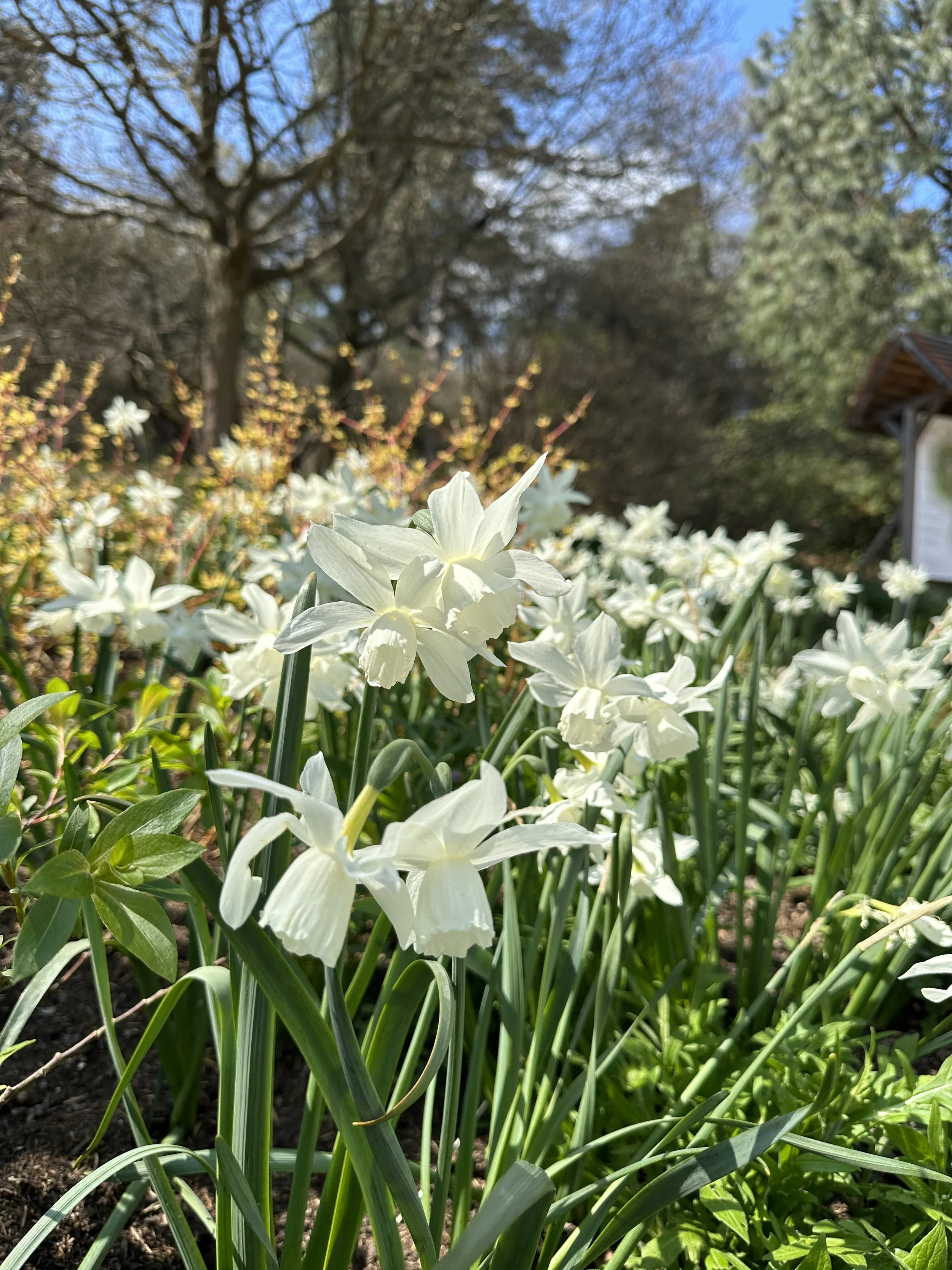 White Daffodils Leonardslee.JPG