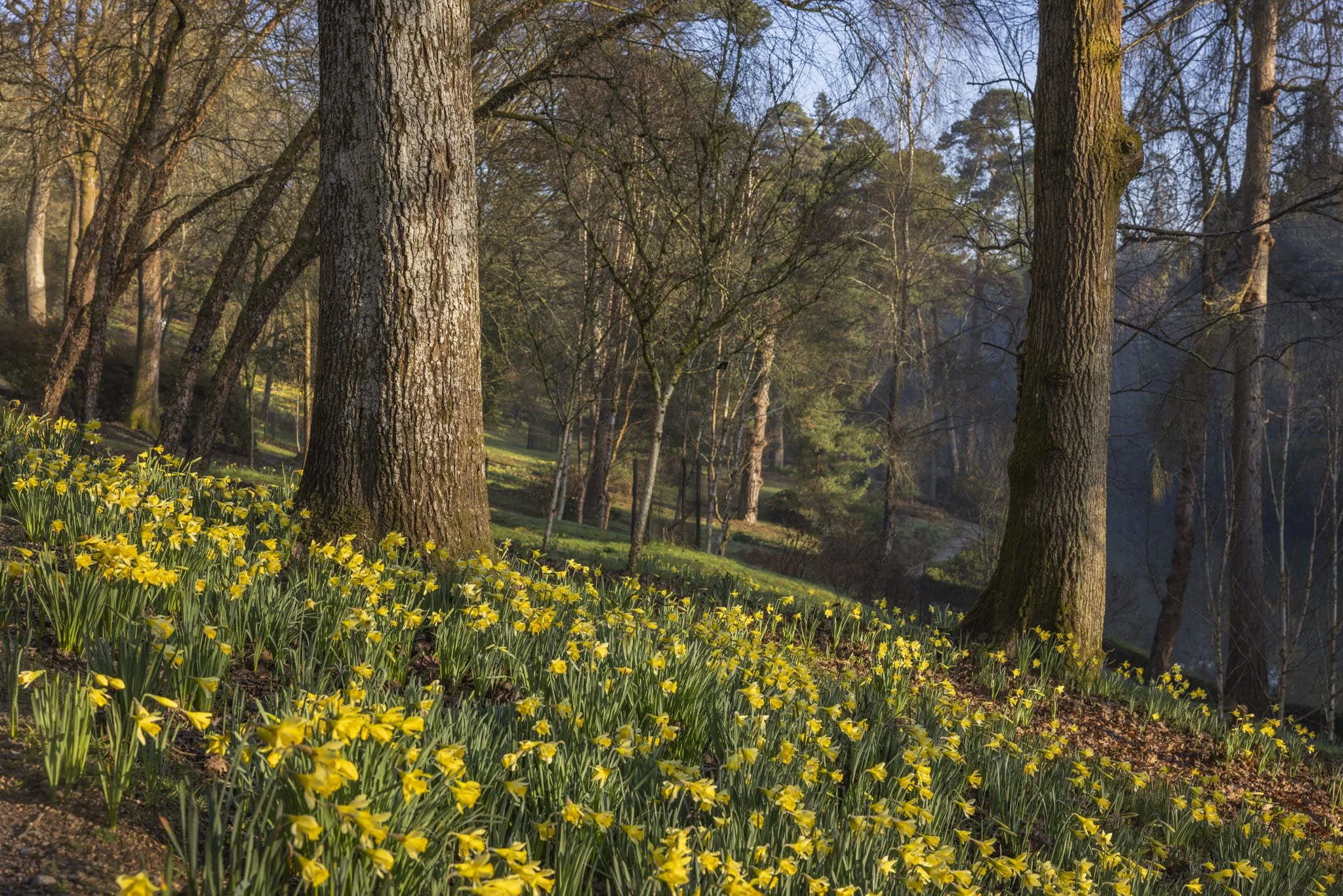 Leonardslee daffodils low-61.jpg