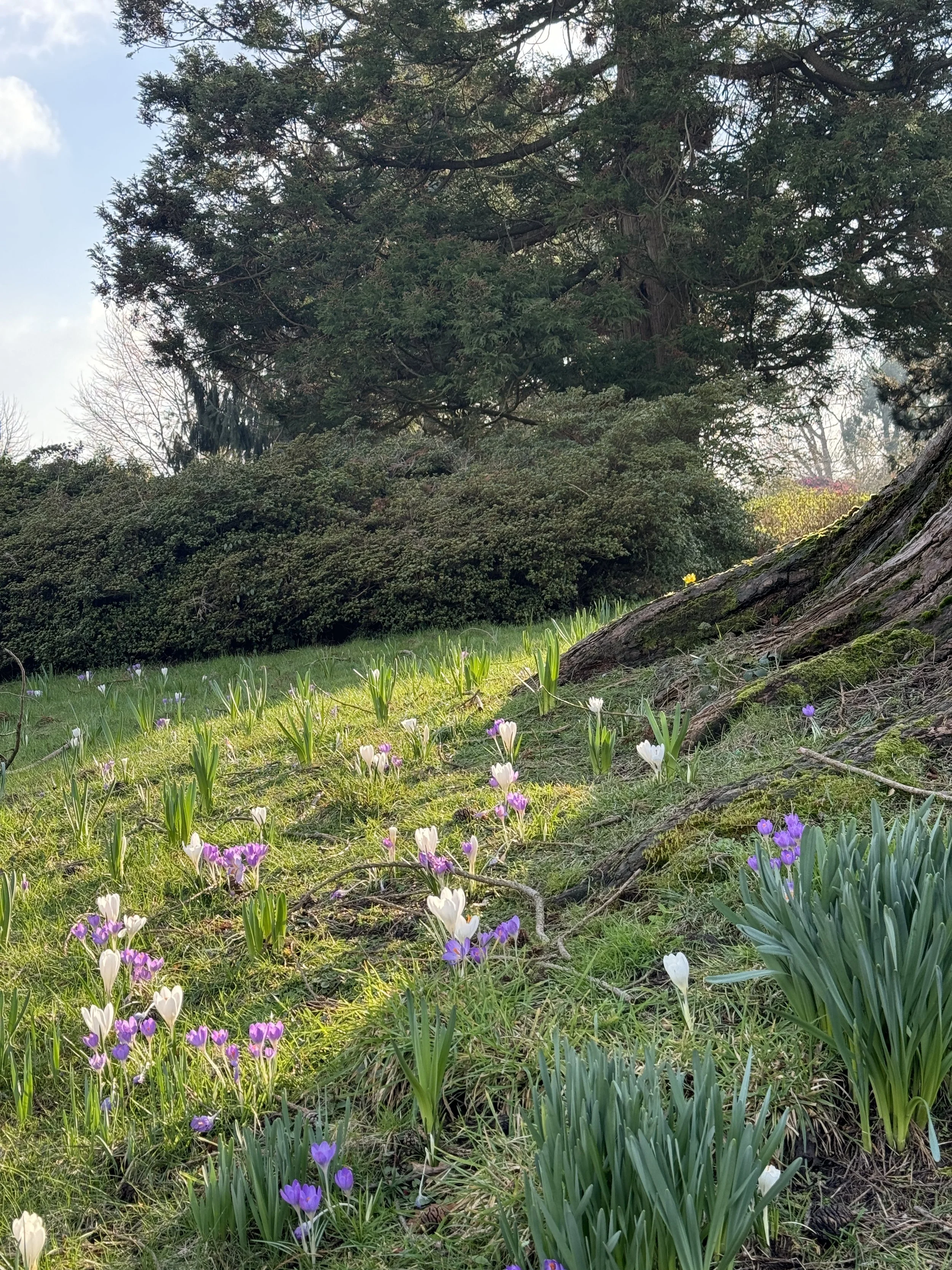 crocus leonardslee.jpg