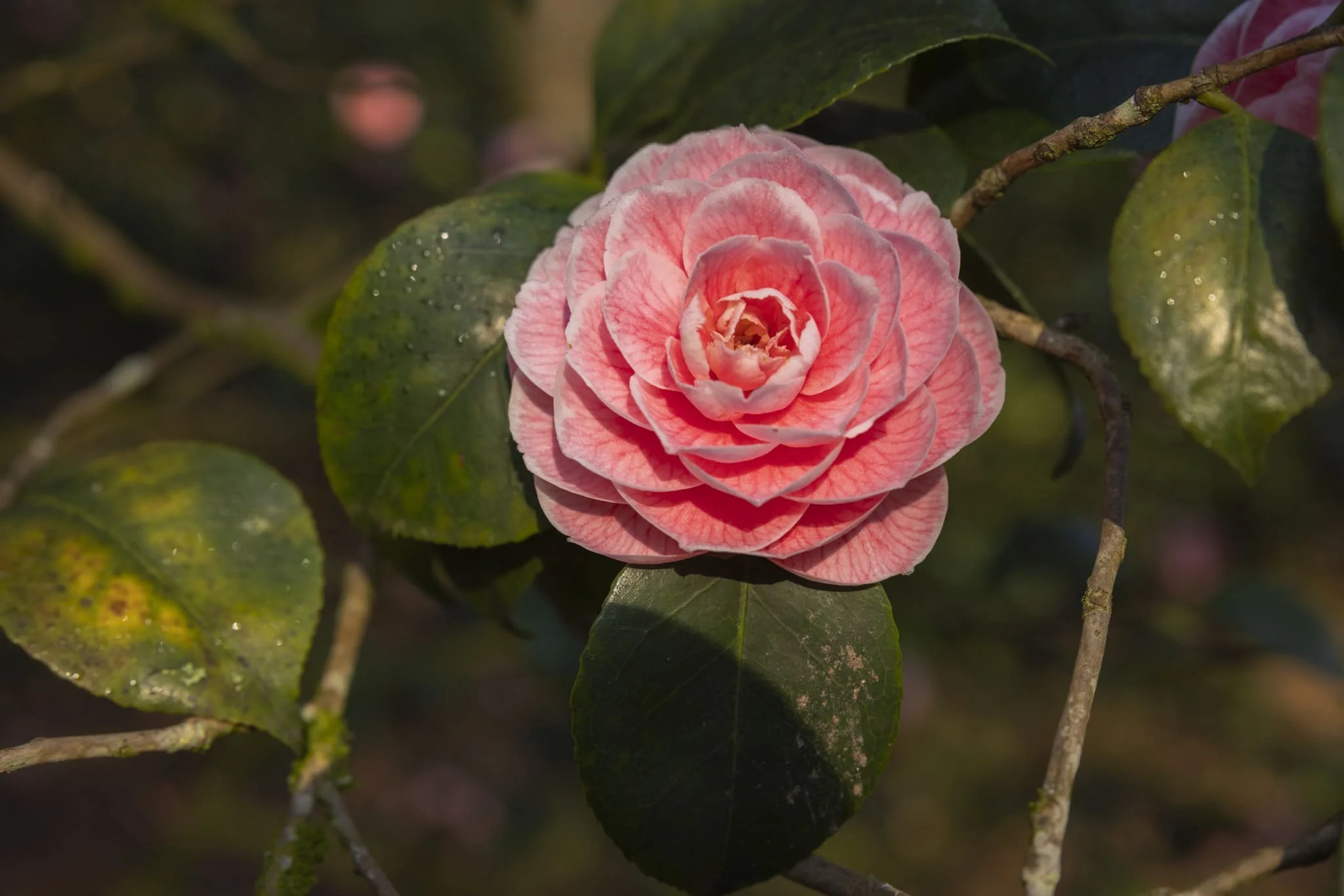 Leonardslee daffodils low-63.jpg