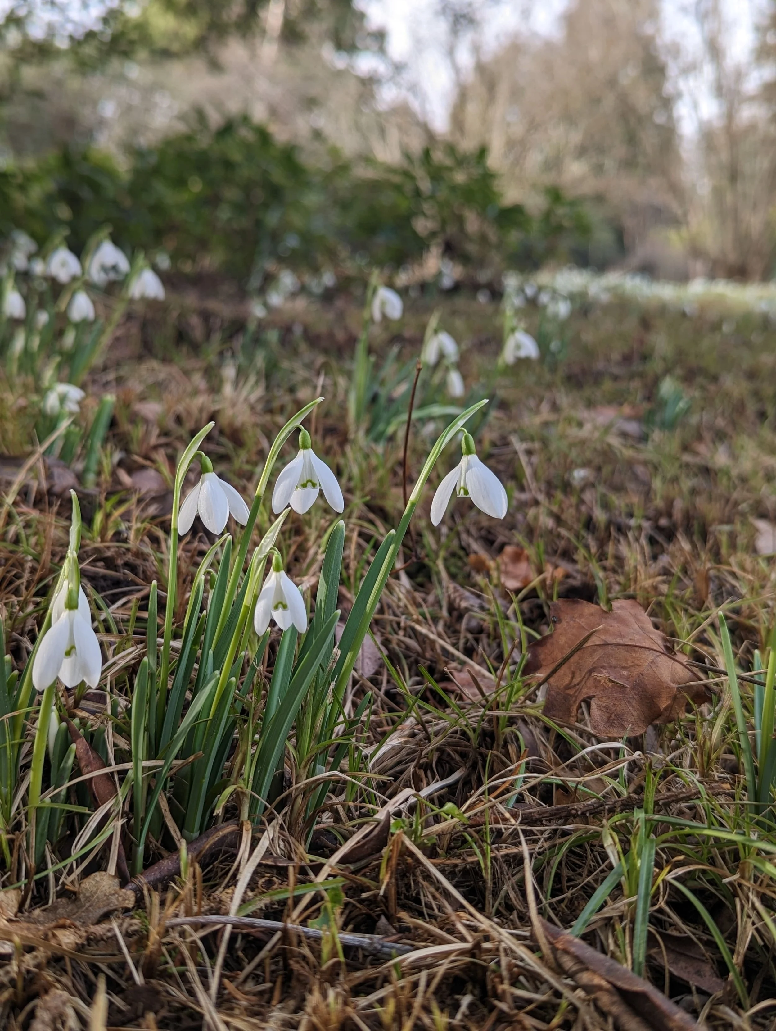 Snowdrops 