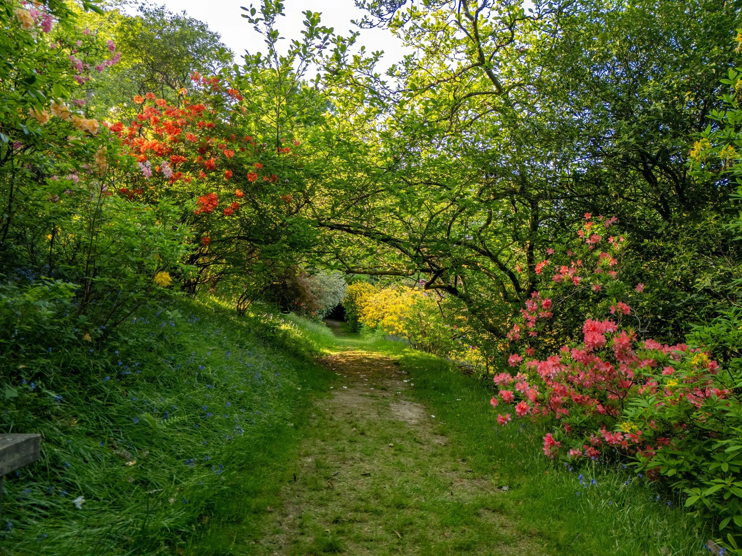 Summer Leonardslee Gardens  (5).jpg