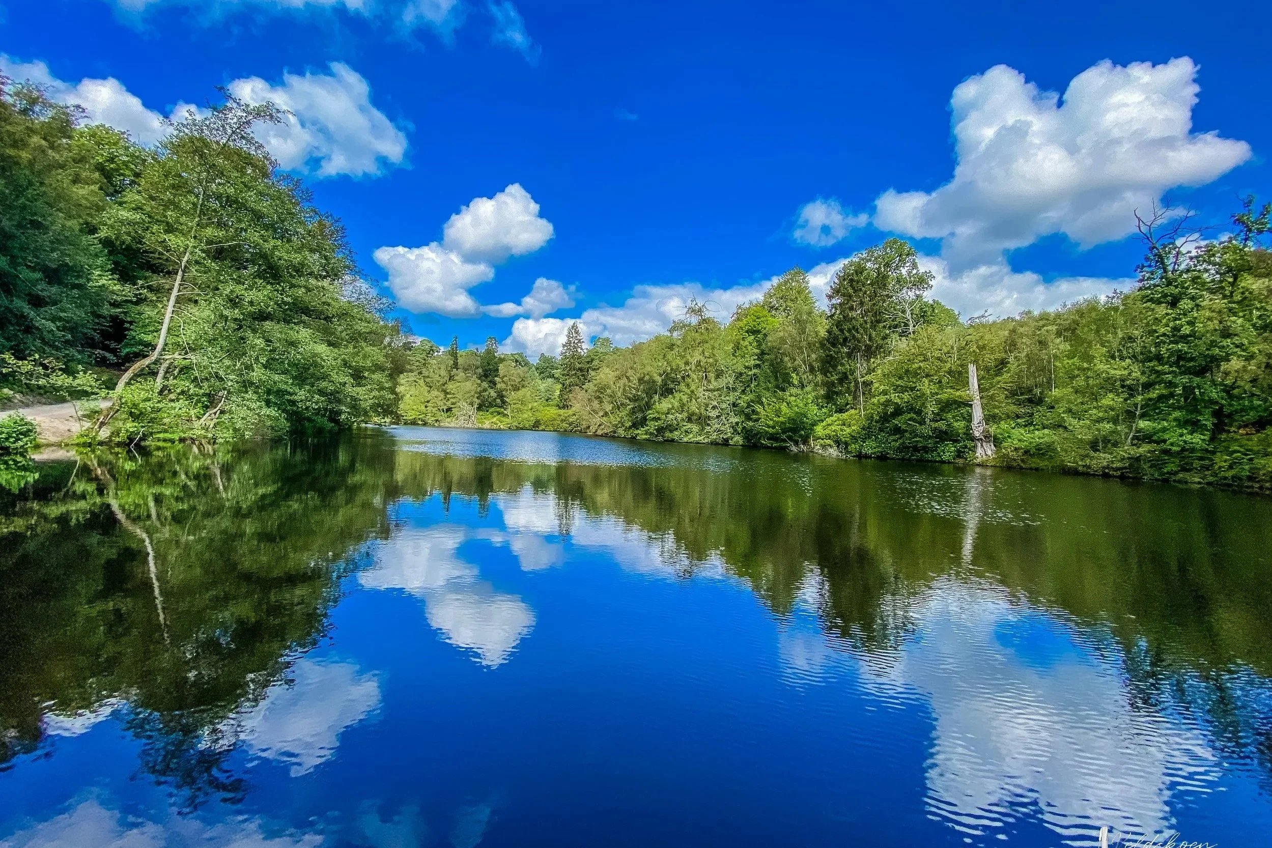 Summer New Pond.jpg