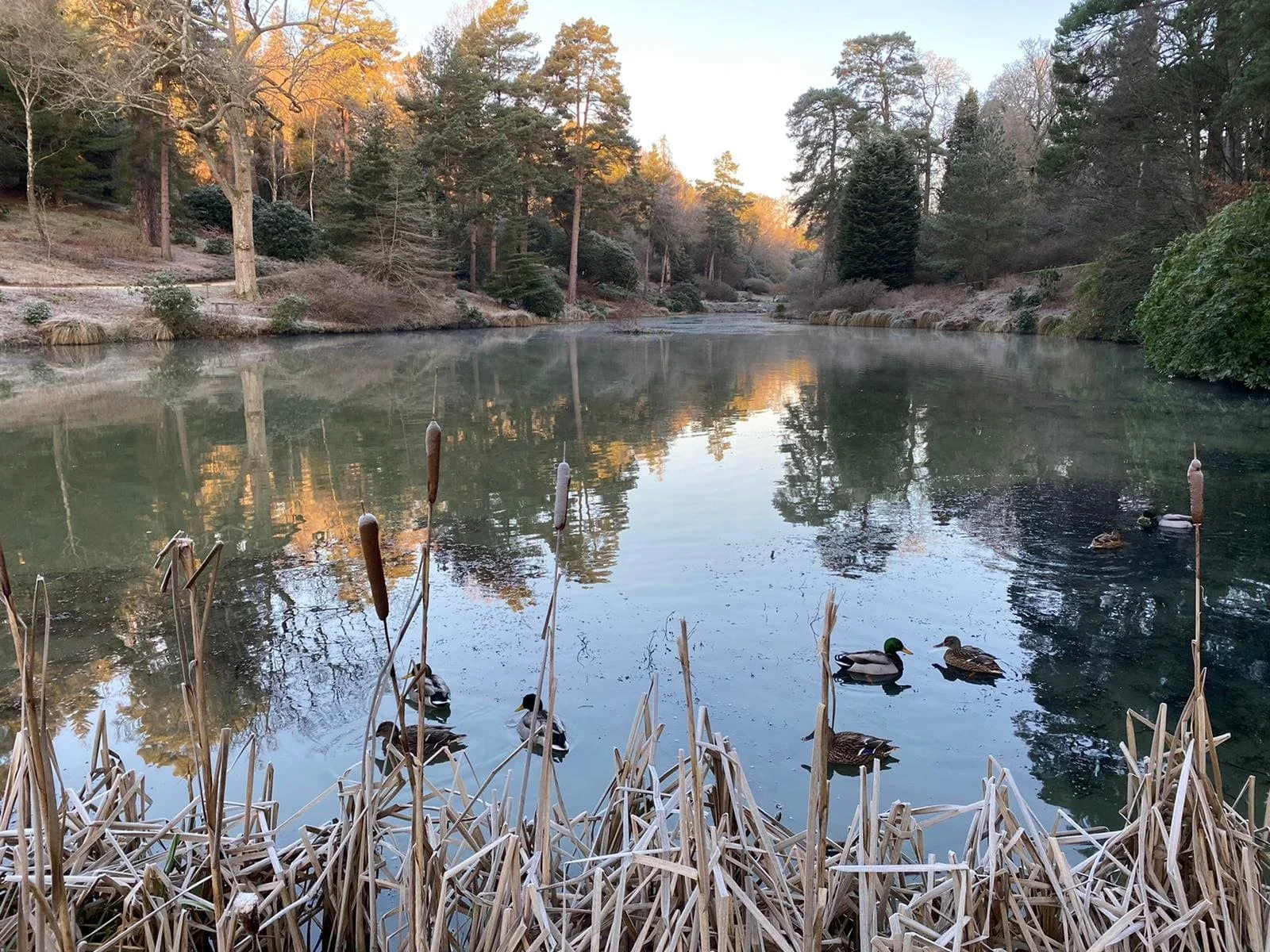 5 Best Reasons to Visit Leonardslee Lakes &amp; Gardens in Winter&nbsp;