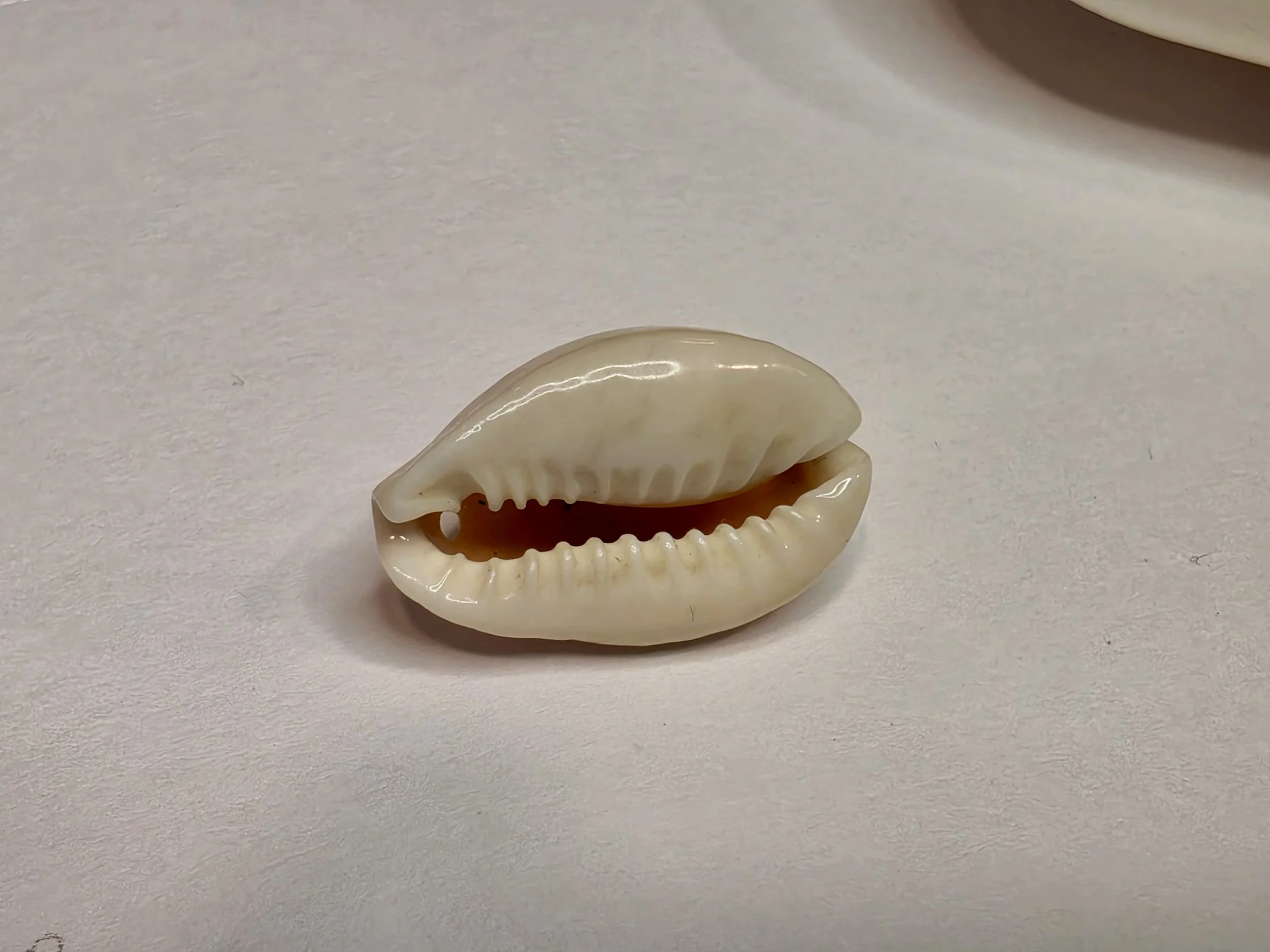 Cowry Shell