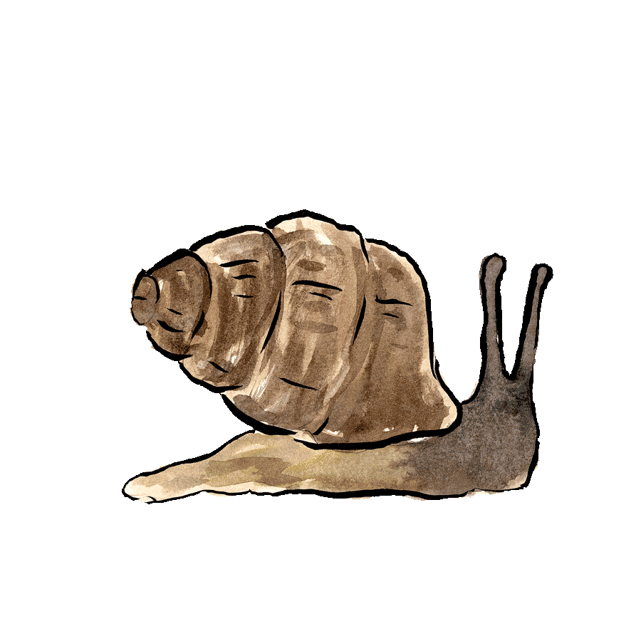 snail.gif