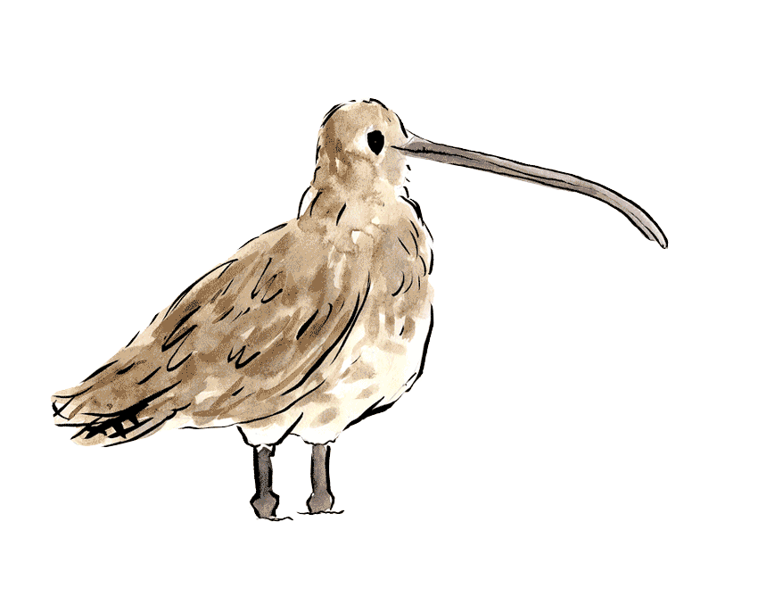 curlew.gif