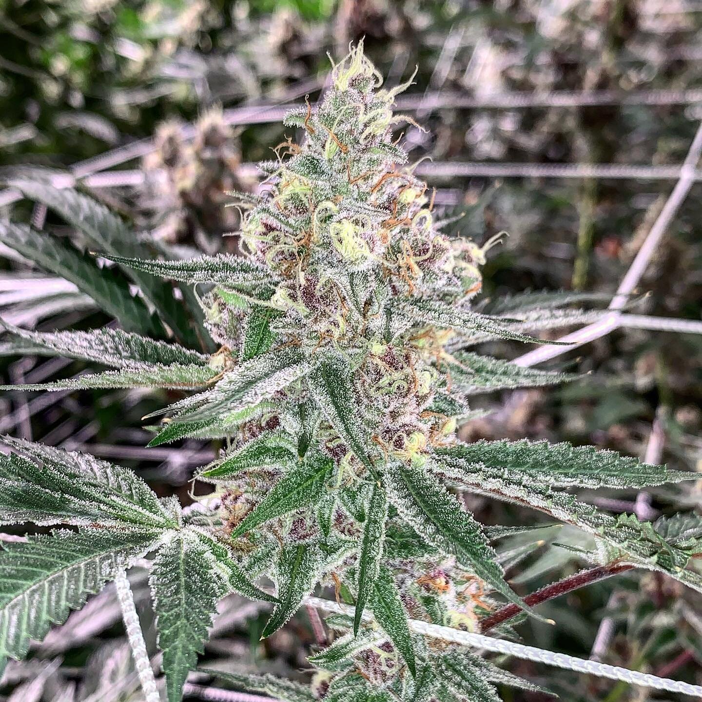 Happy 420!!! Sorry for not posting lately... been ramping up our new spot and will be harvesting soon!! More stuff to come. 
.
.
#420 #organic #medicine #azmmj #trufflebutter @exoticgenetix_mike