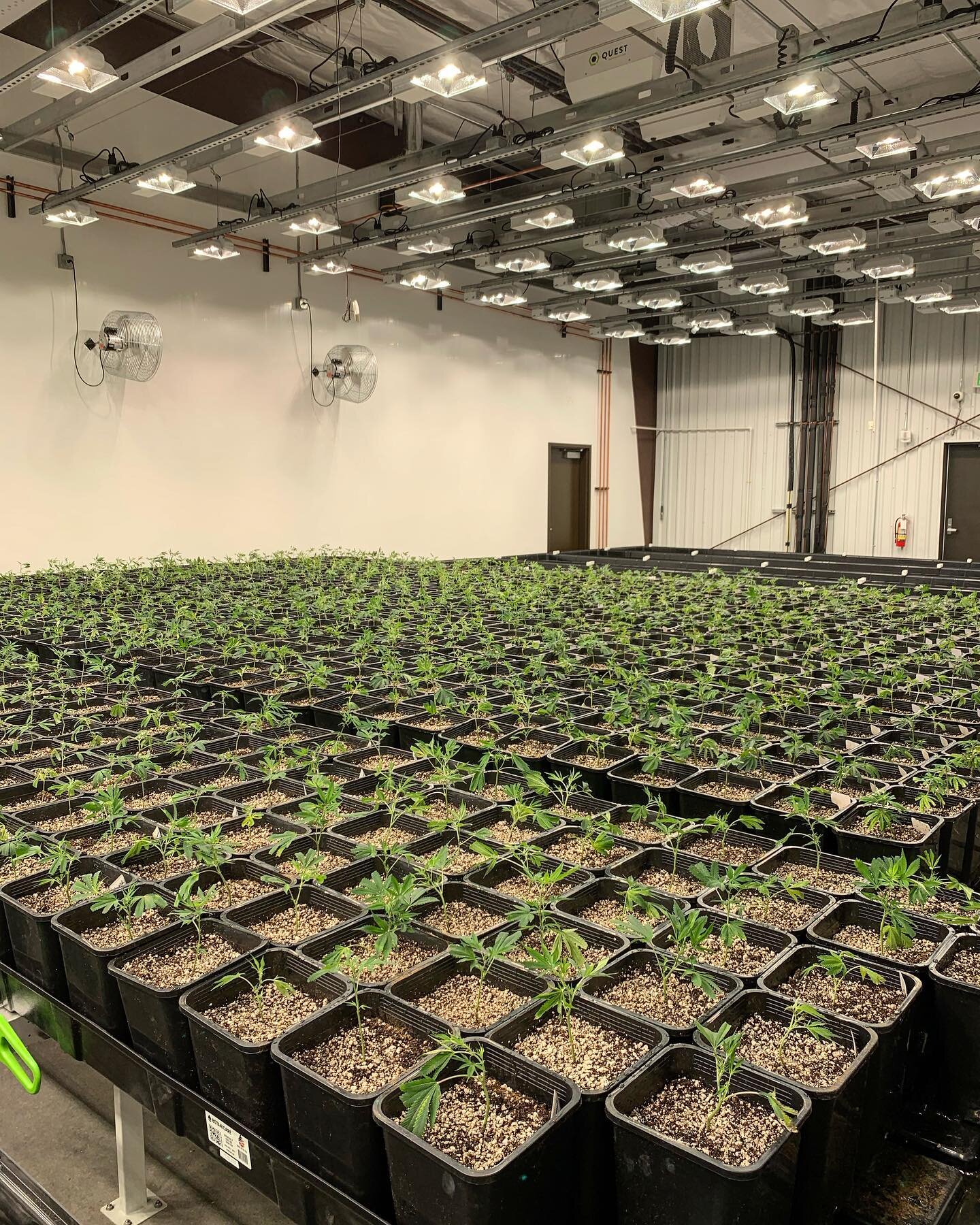 First 1080 plants in the new building. So proud of our amazing team! We are coming AZ!! 
.
.
#greatful #2021 #organic #newspot #blowinup #azdank