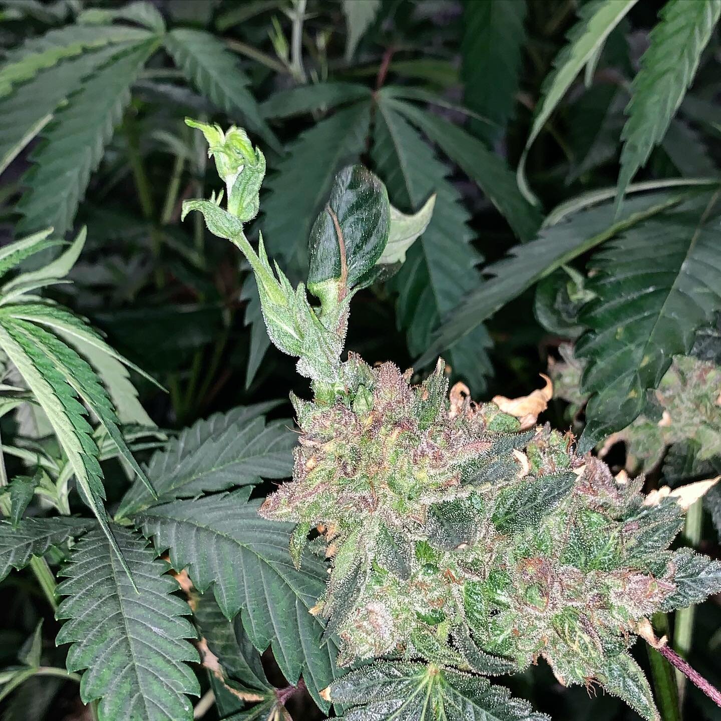 That re-veg tech poppin off&hellip;. 
.
.
#organic #phenohunt #azmmj #abundantorganics #cultivate