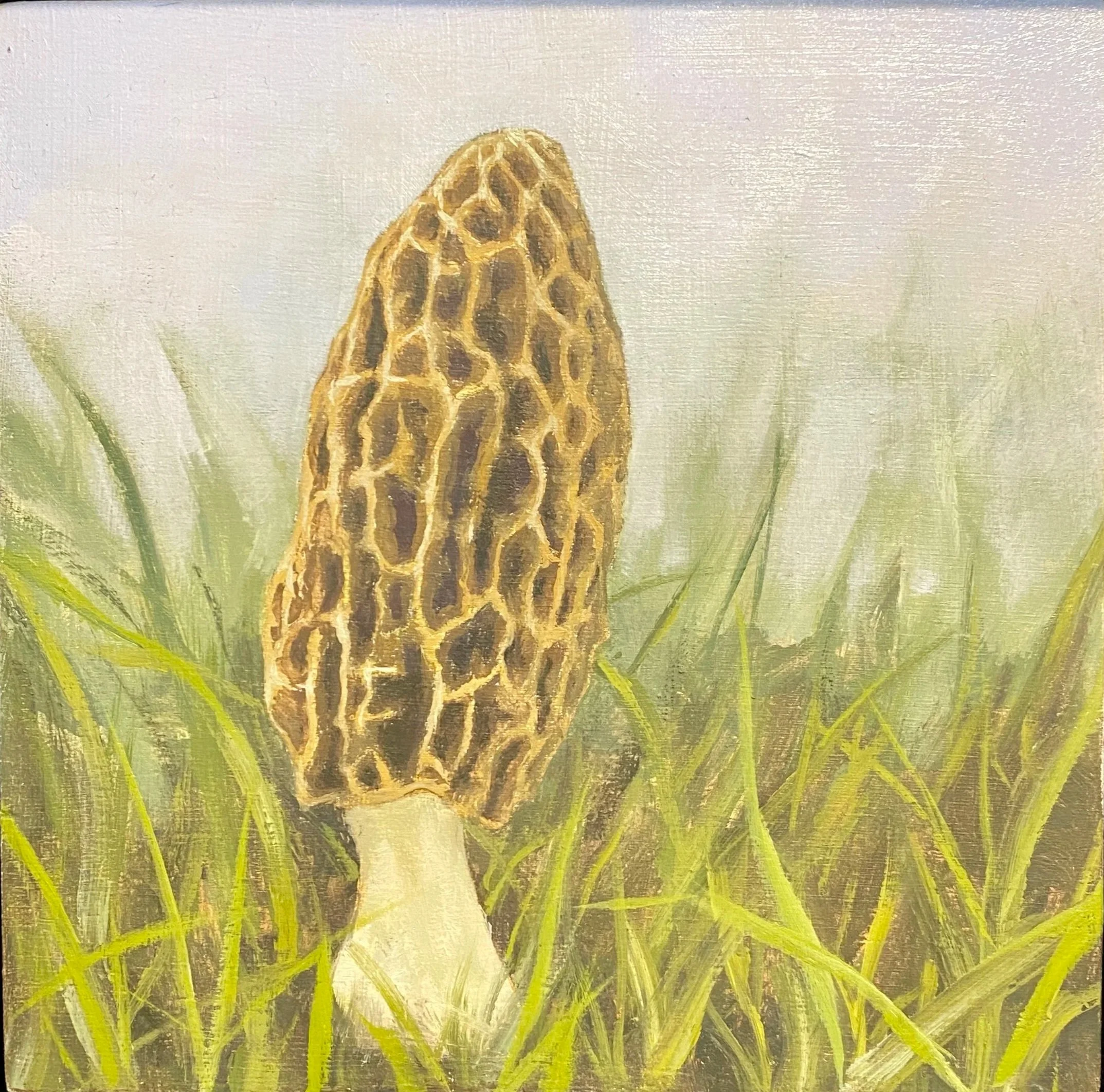 Morel Mushroom, Oil on canvas 6"x6" framed
$182