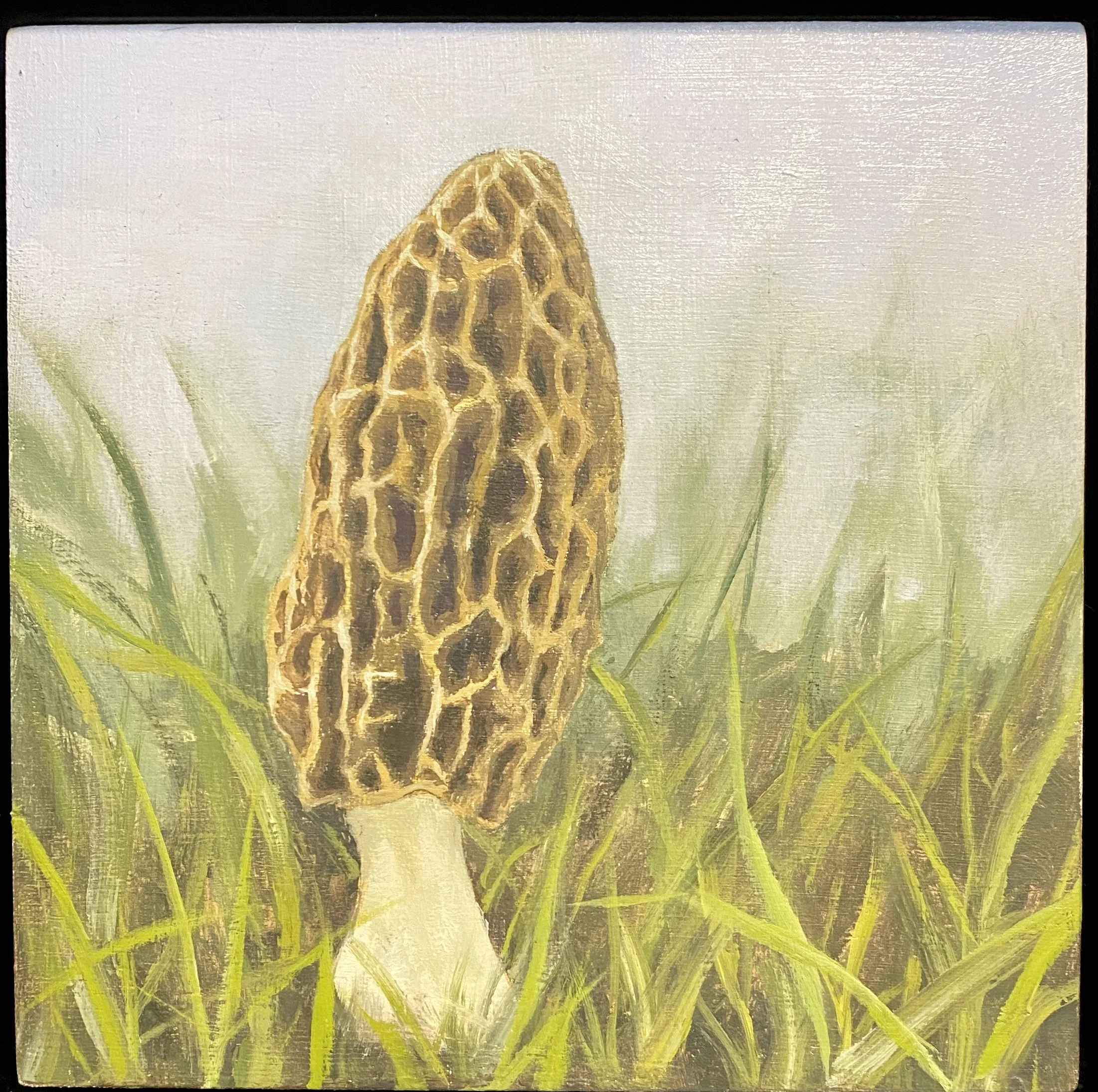 Morel Mushroom, Oil on canvas 6"x6" framed
$182