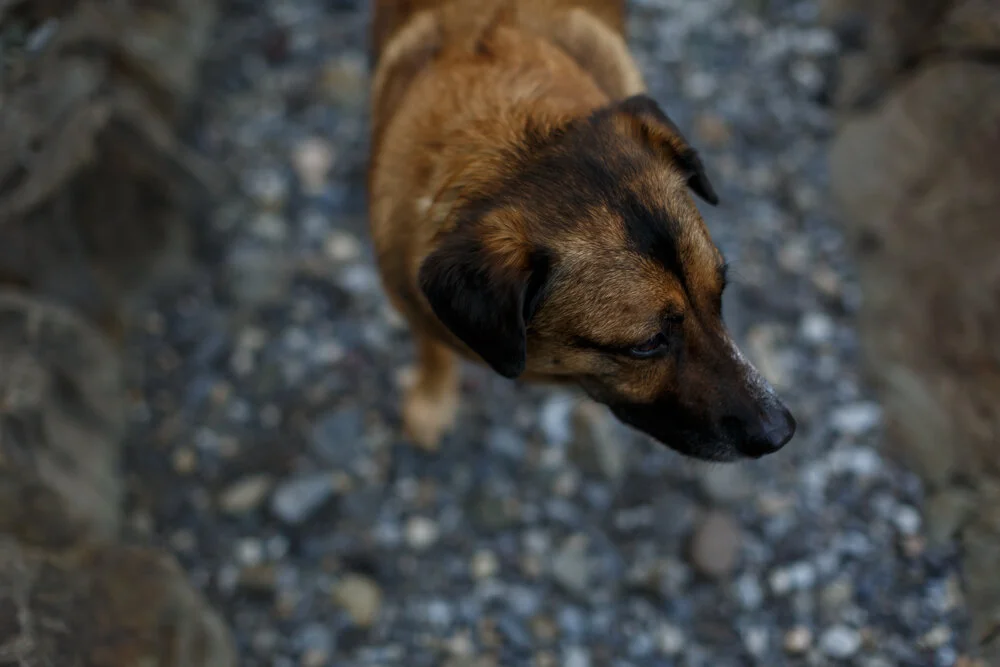 K+KPhotography_D+BEngagement-Share-21.jpg