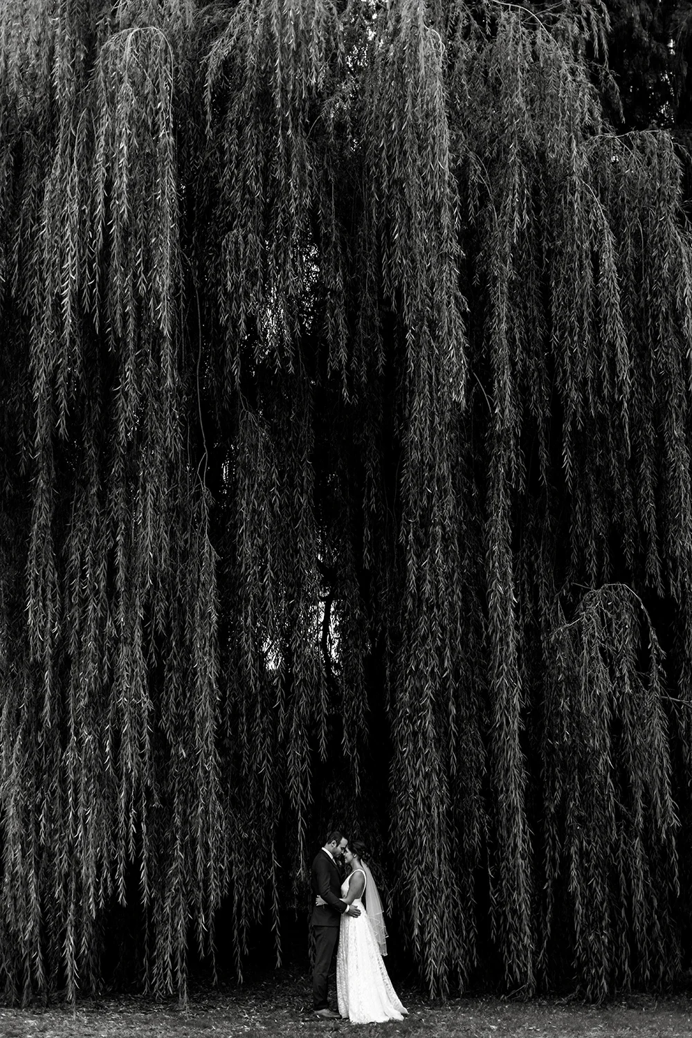 A couple in wedding attire standing closely together beneath a large weeping willow tree.