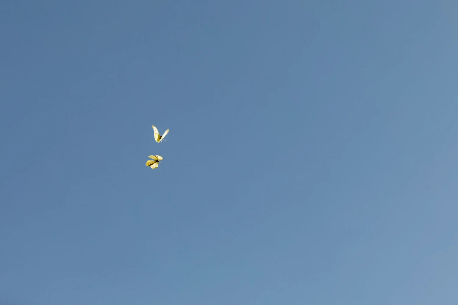 Two yellow birds flying in clear blue sky.