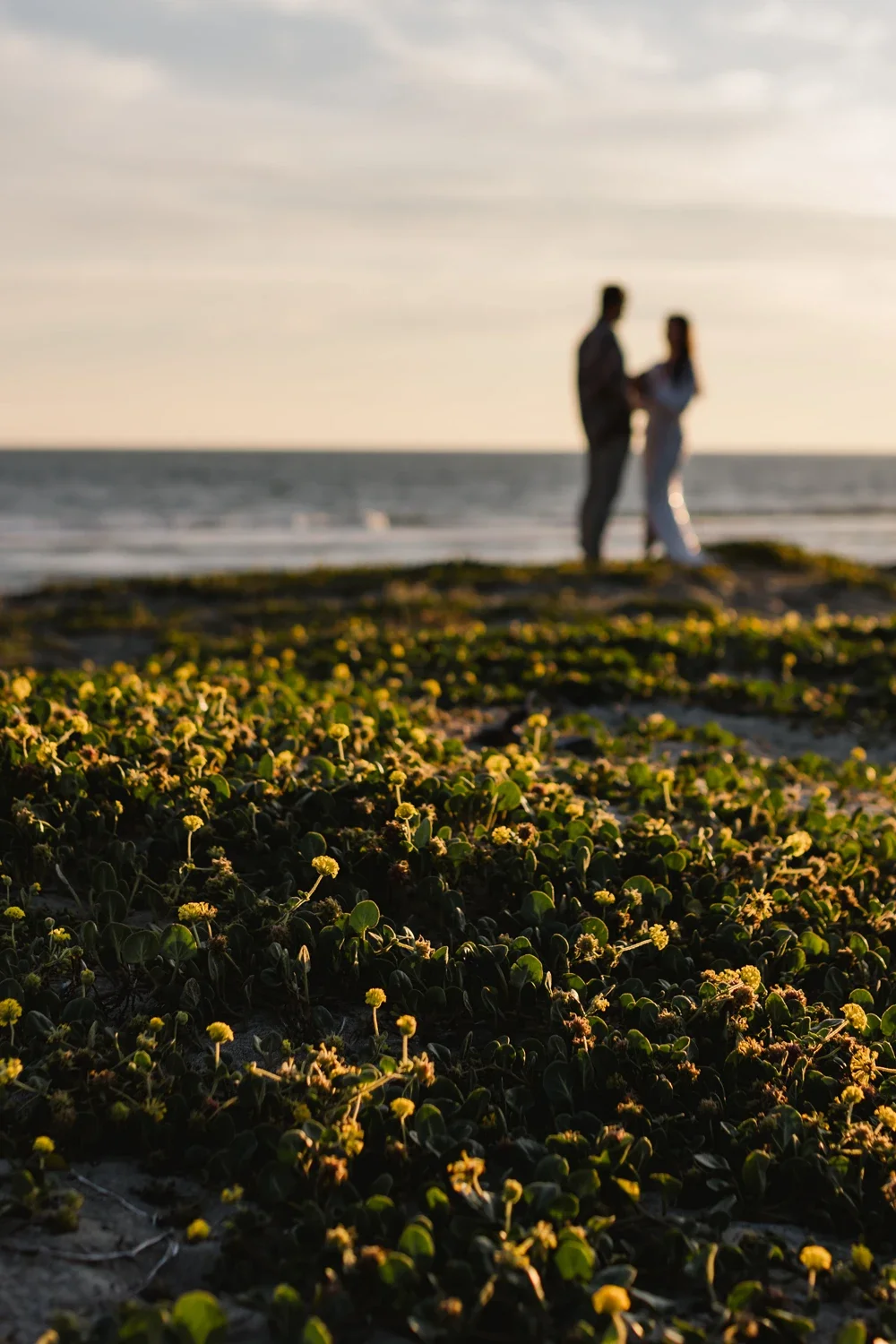 A blurred photo of a couple holding hands on a beach during sunset, with green plants and yellow flowers in the foreground.