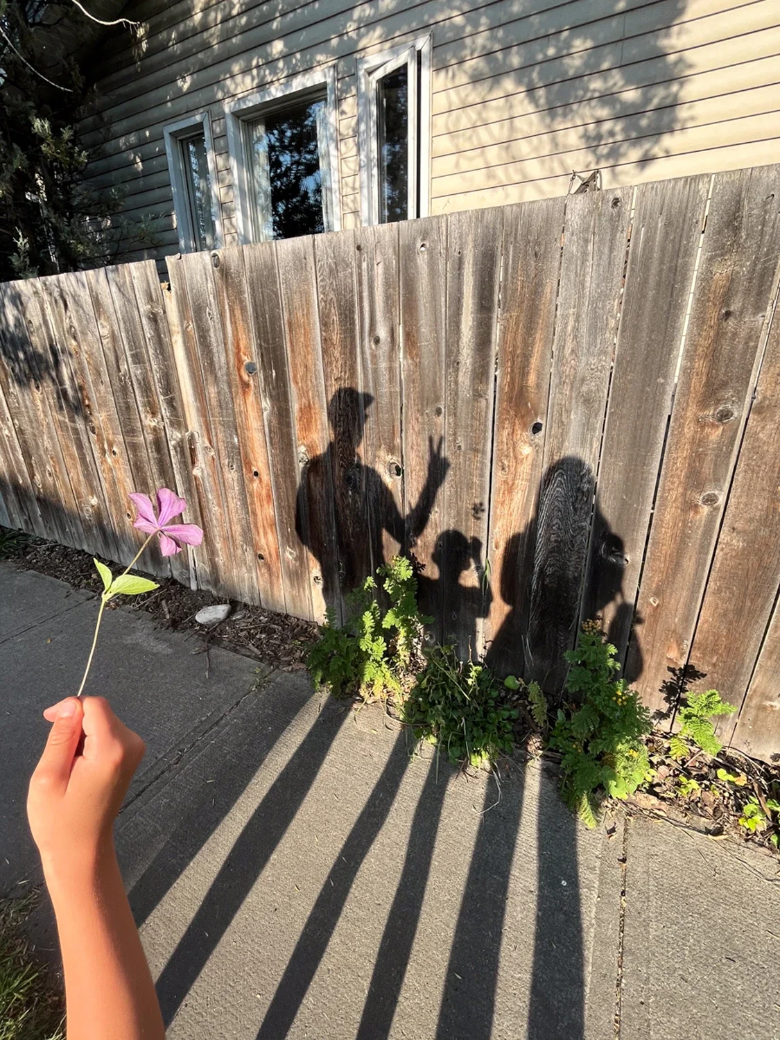 A person holding a pink flower, capturing shadows of two children making peace signs on a wooden fence during sunset on a sidewalk in front of a house.