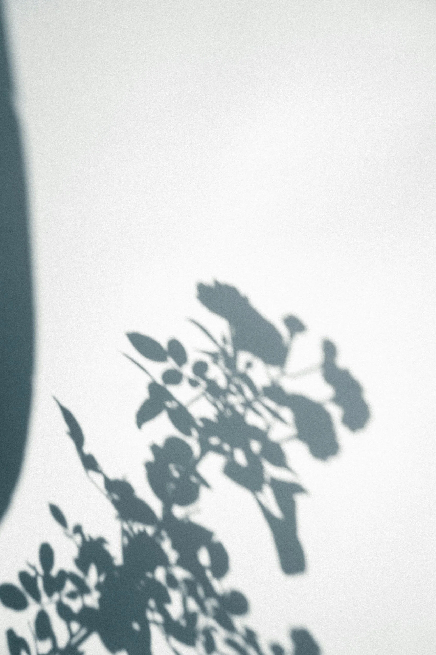 Shadow of a plant with leaves and flowers cast on a white wall.