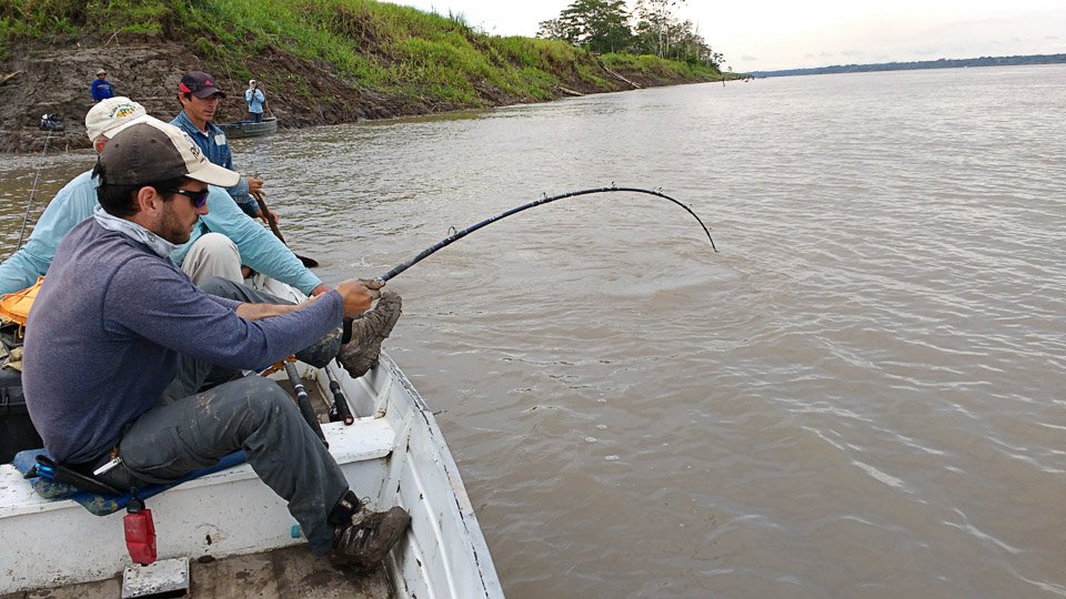 Sportfishing page for Otorongo  River Lodge, a resource for fishing  outfitters in the  Region of Iquitos, Peru - Otorongo Expeditions   River Lodge