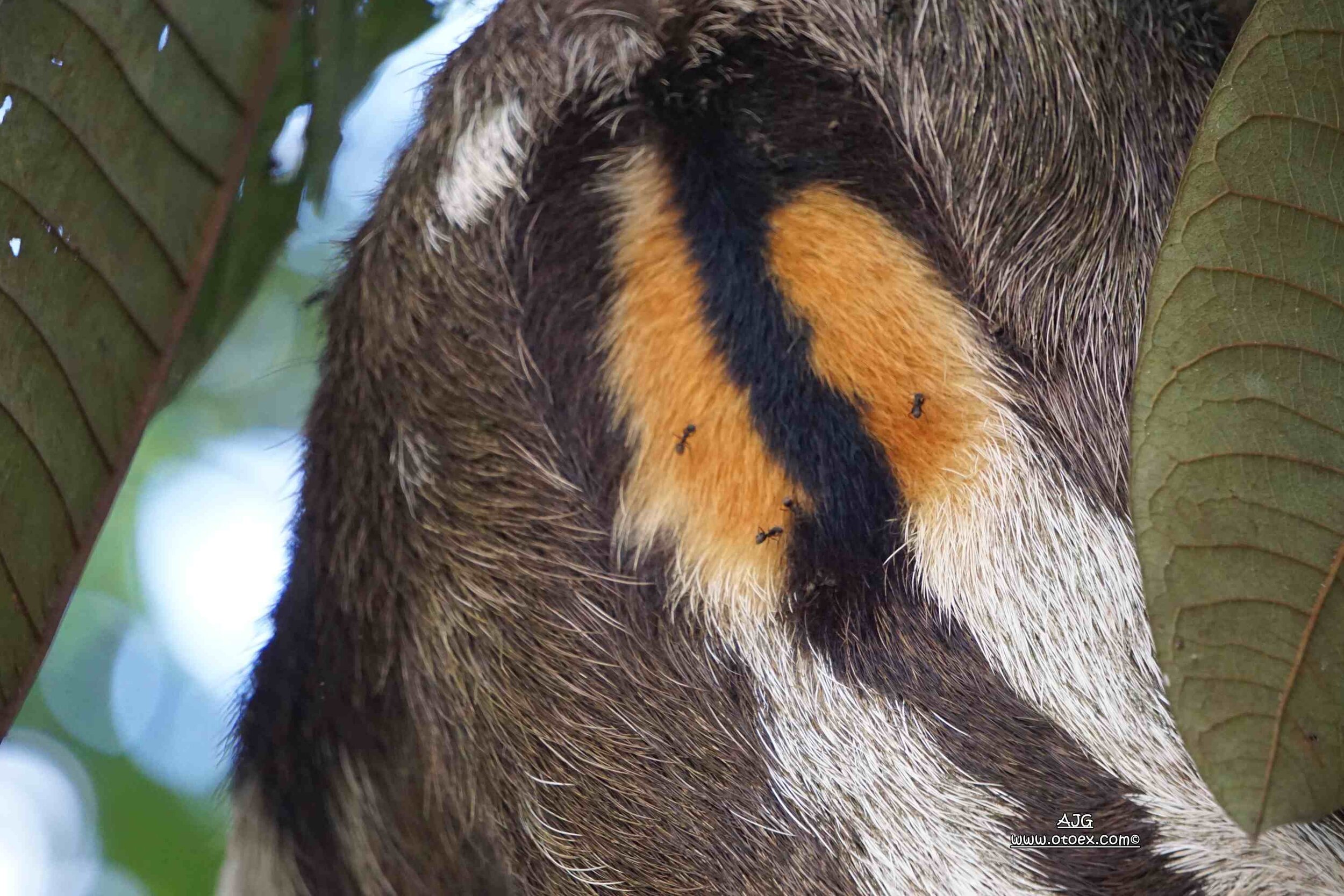Male sloth back patch