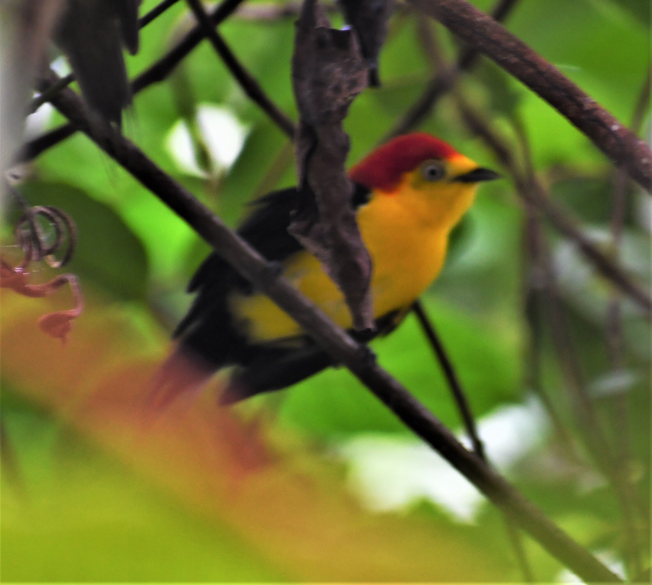 wire tailed manakin