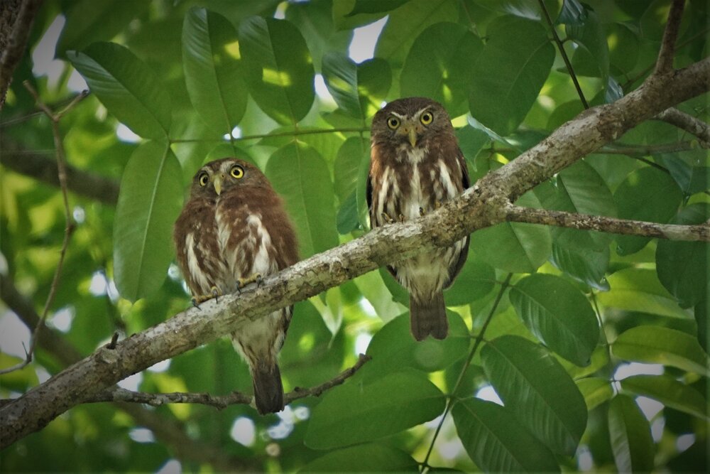 ferruginous pygmy owls